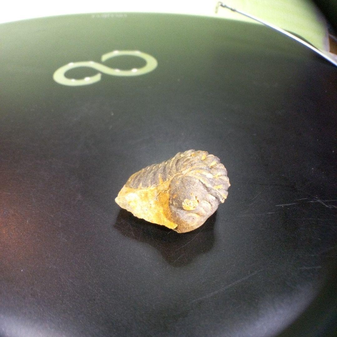 三葉虫　化石　fossil　海　ボリビア産　trilobite　海生動物判別⑪