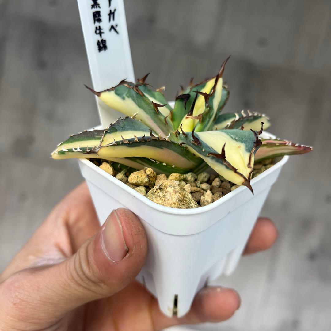 さ*く様 アガベ 黒犀牛錦黄中斑入り抜き苗発送