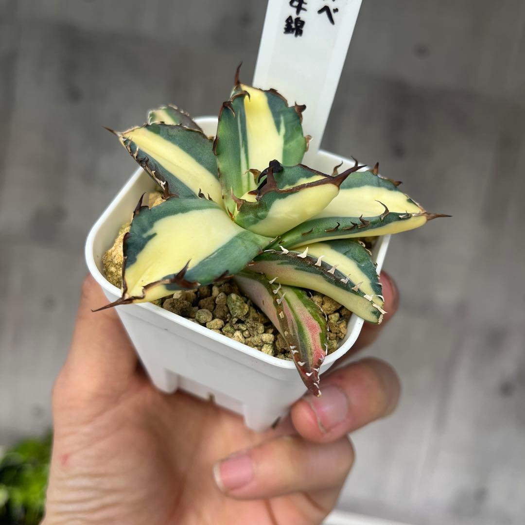 さ*く様 アガベ 黒犀牛錦黄中斑入り抜き苗発送