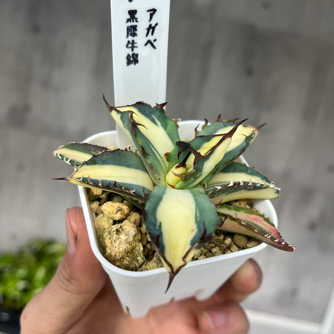 さ*く様 アガベ 黒犀牛錦黄中斑入り抜き苗発送
