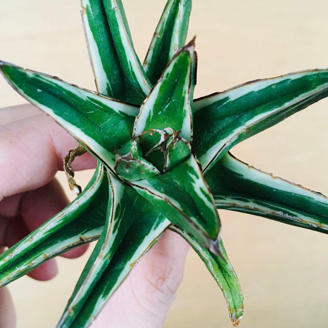 あ*ん様 【稀少】アガベ 笹の雪 錦 純白覆輪斑 短厚葉タイプ TC株