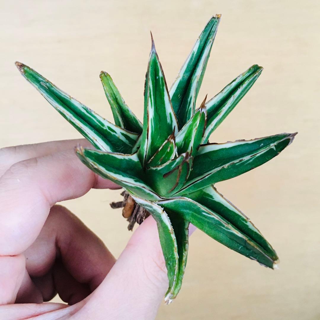 あ*ん様 【稀少】アガベ 笹の雪 錦 純白覆輪斑 短厚葉タイプ TC株