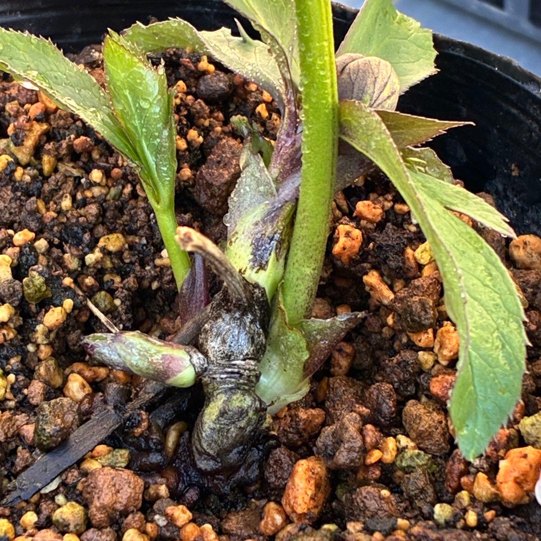 の*ん様 ☘️極上☘️蕾付き☘️タグ付き☘️3385⭐️TINKERBELL H