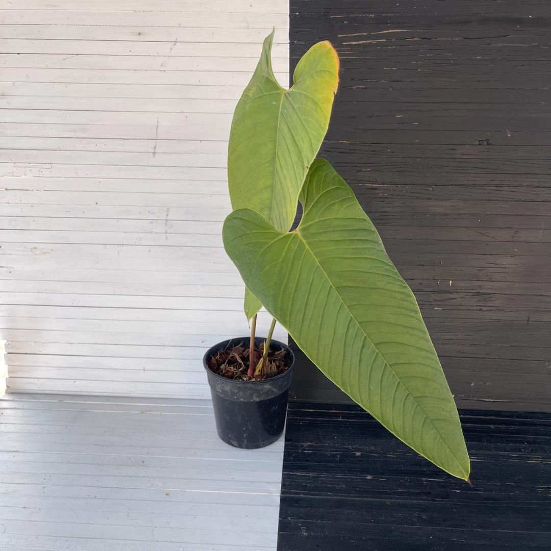 アンスリウム トレムラム アンディナム