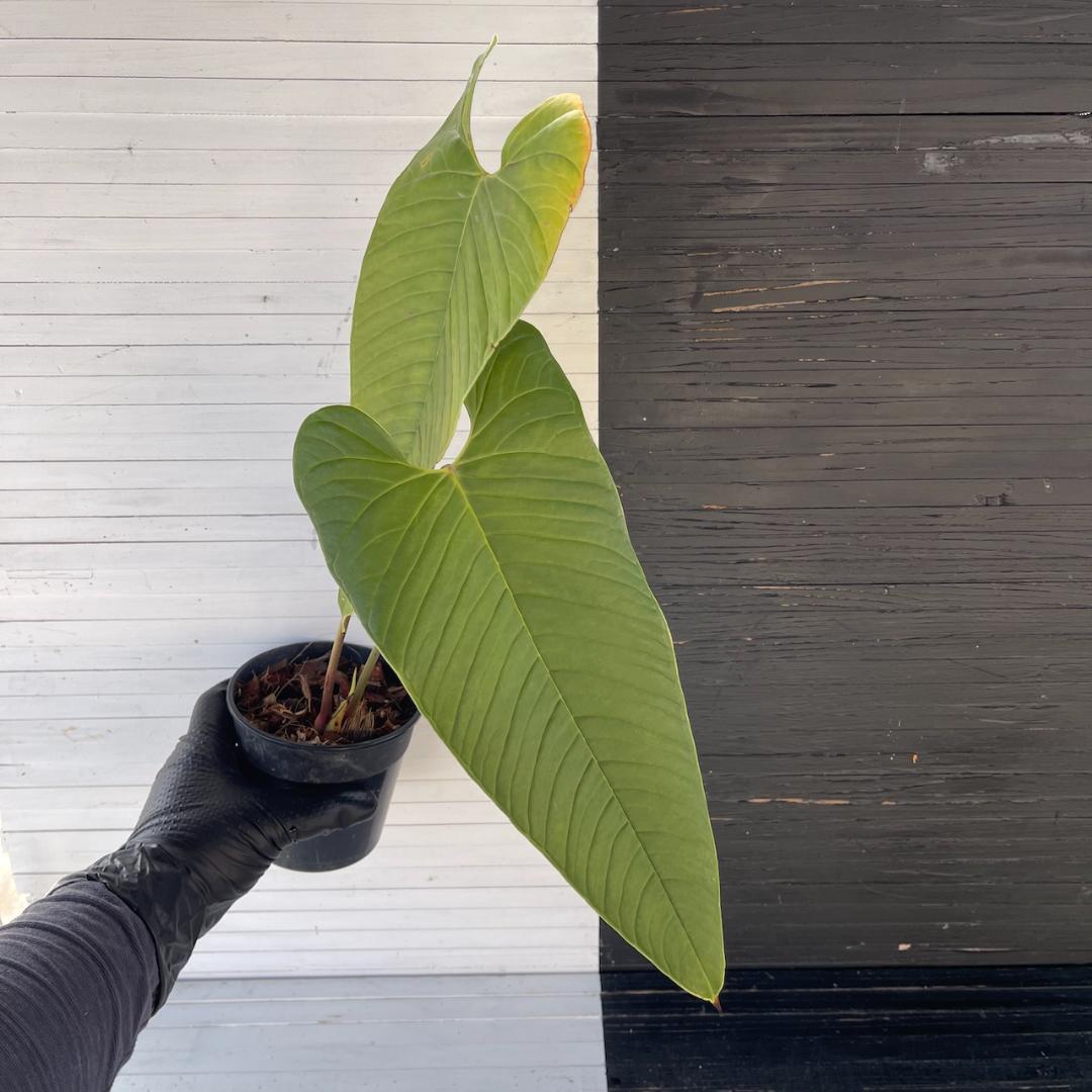 アンスリウム トレムラム アンディナム