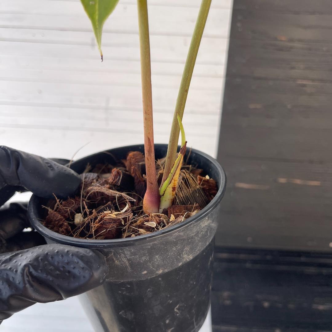 アンスリウム トレムラム アンディナム