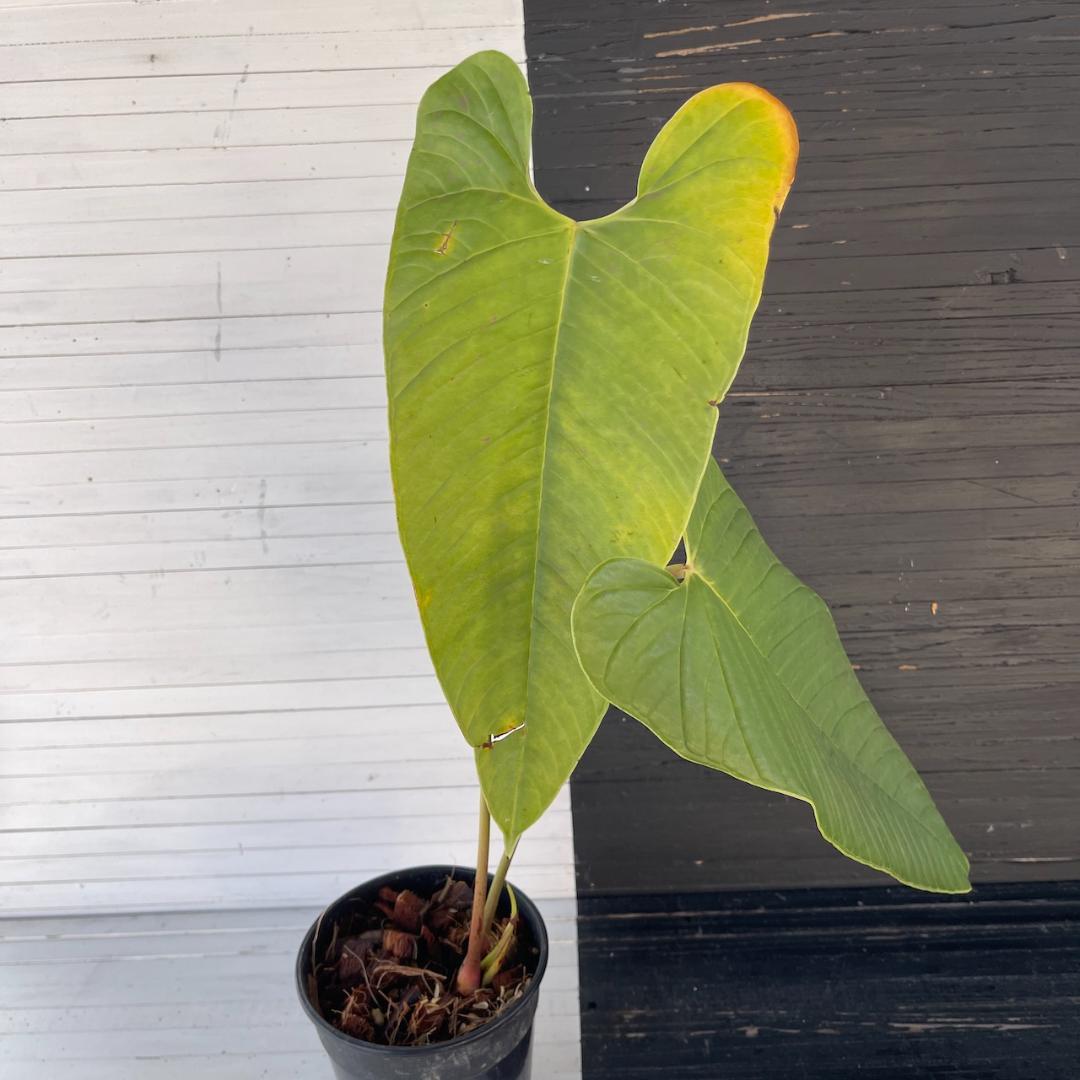 アンスリウム トレムラム アンディナム