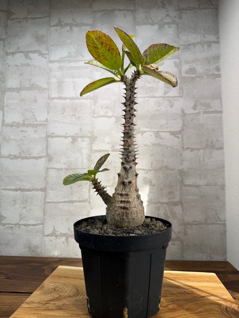 パキポディウム　ウィンゾリー　発根済み