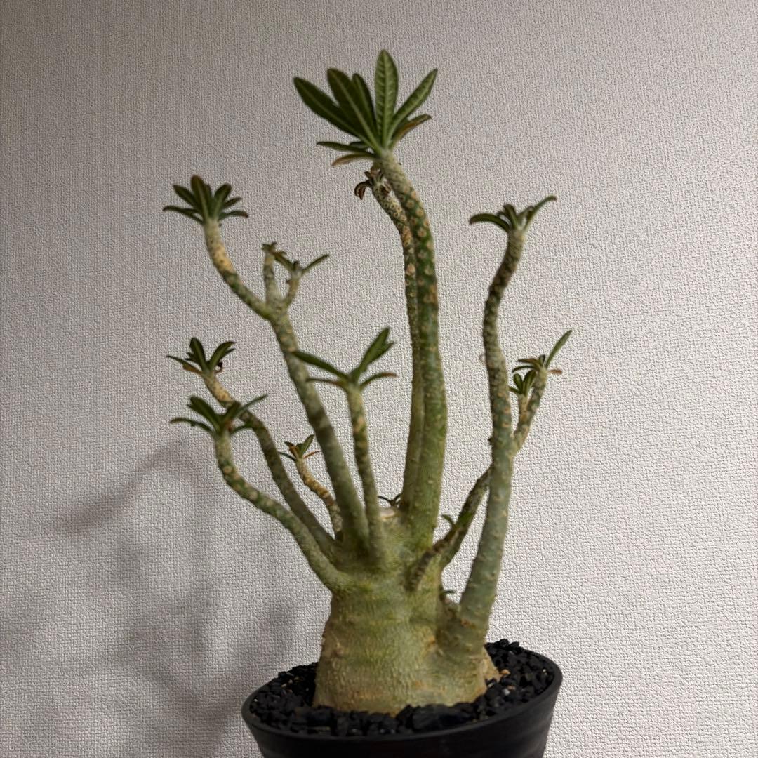 ドルステニアギガス dorstenia gigas 塊根植物