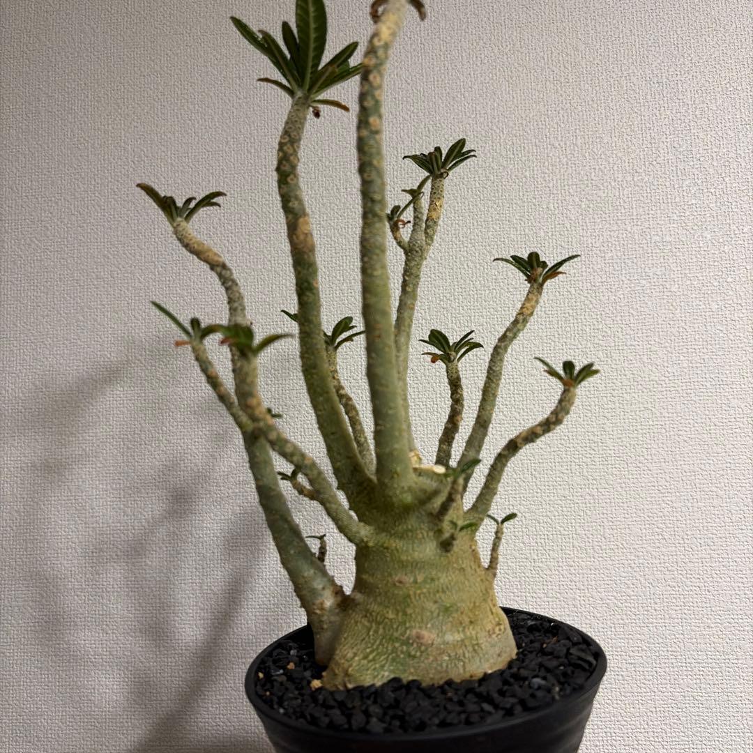 ドルステニアギガス dorstenia gigas 塊根植物