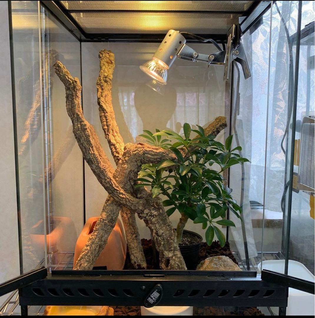 爬虫類　ゲージ　レイアウト