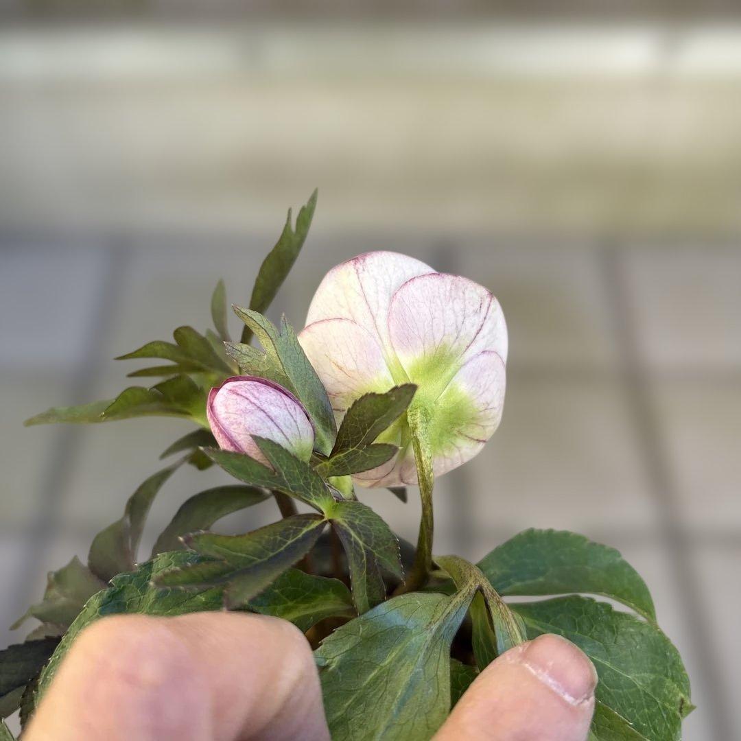 ポーセリンhyb. 大木ナーサリー　クリスマスローズ　タグ付き　現品　開花株