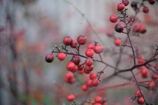 希少美★OLYMPUS オリンパス F ZUIKO 38mm F1.8 PEN用