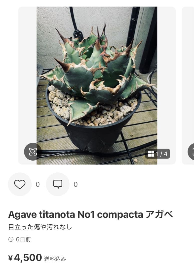 アガベ特選子株おまとめセット！！