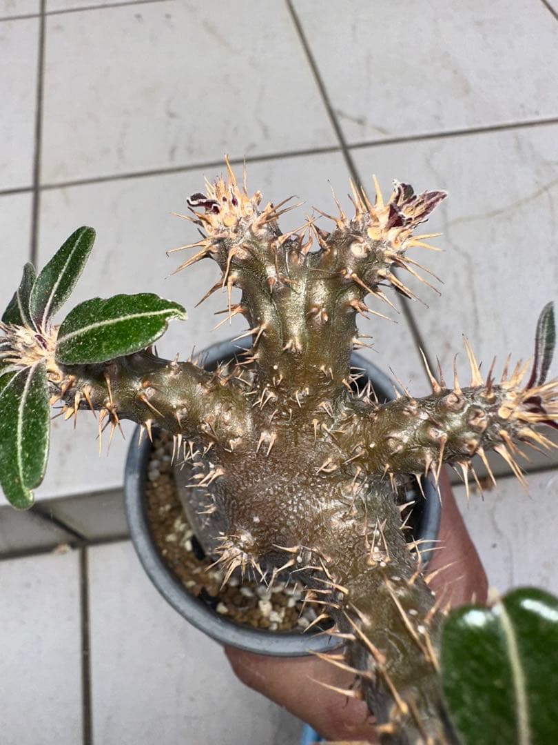 パキポディウム　グラキリス　現地球　綴化