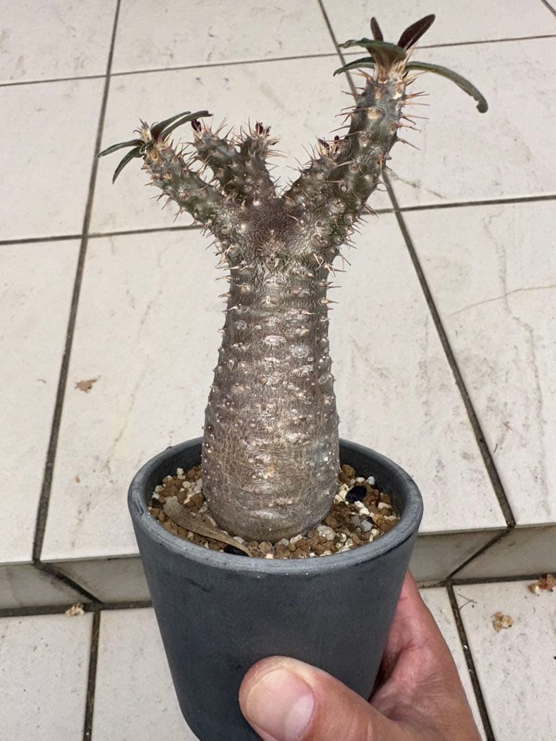 パキポディウム　グラキリス　現地球　綴化