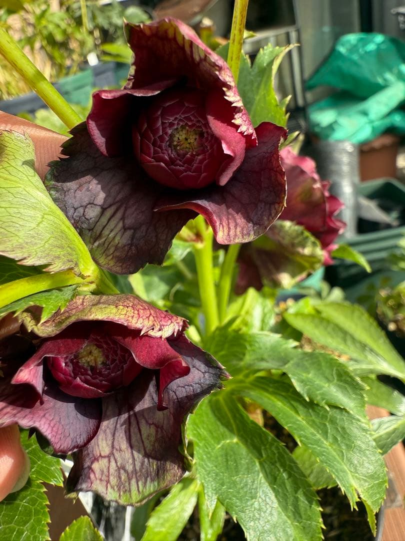 【未株分】広瀬園芸 クリスマスローズ クレオパトラ