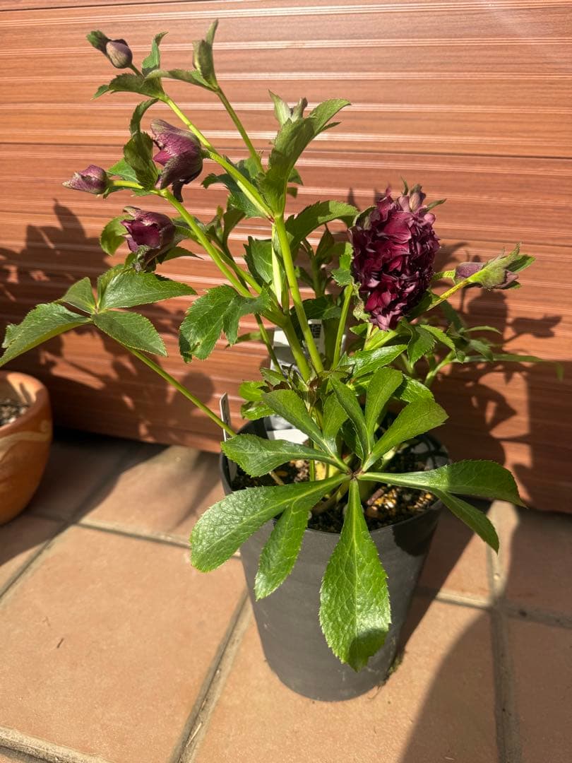 【未株分】広瀬園芸 クリスマスローズ クレオパトラ