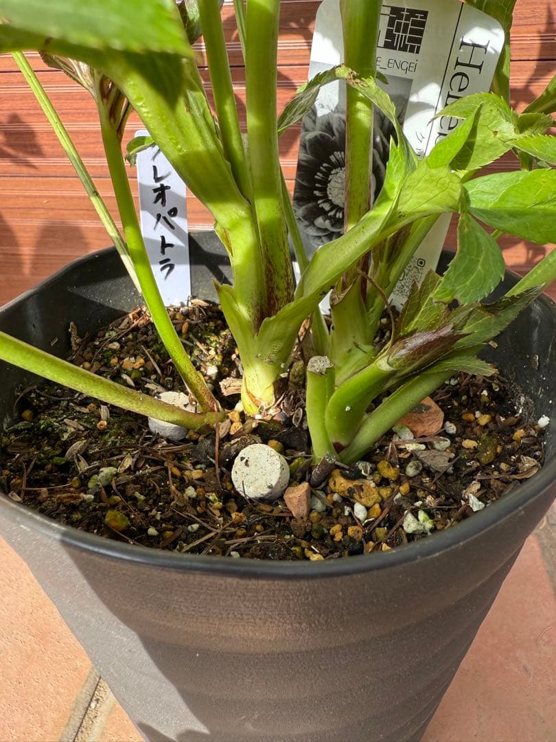 【未株分】広瀬園芸 クリスマスローズ クレオパトラ