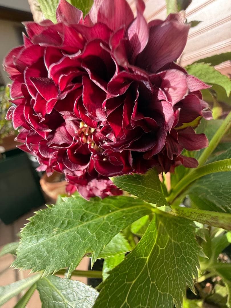 【未株分】広瀬園芸 クリスマスローズ クレオパトラ