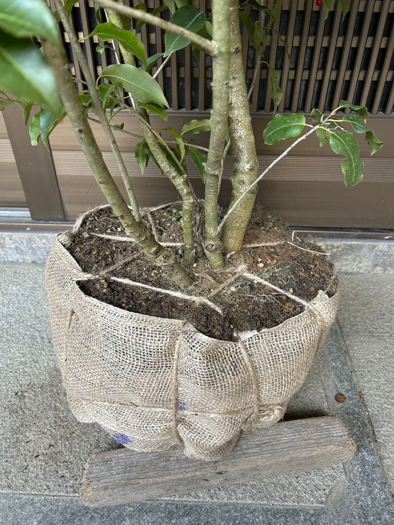 人気の常緑樹　ソヨゴ　雌株　高さ約1.9m 鉢底 ボリューム株　ダイナミック樹形