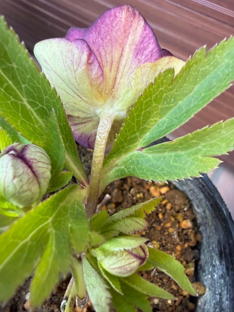 【未株分】大木ナーセリー クリスマスローズ ムルチ系オーレア交配