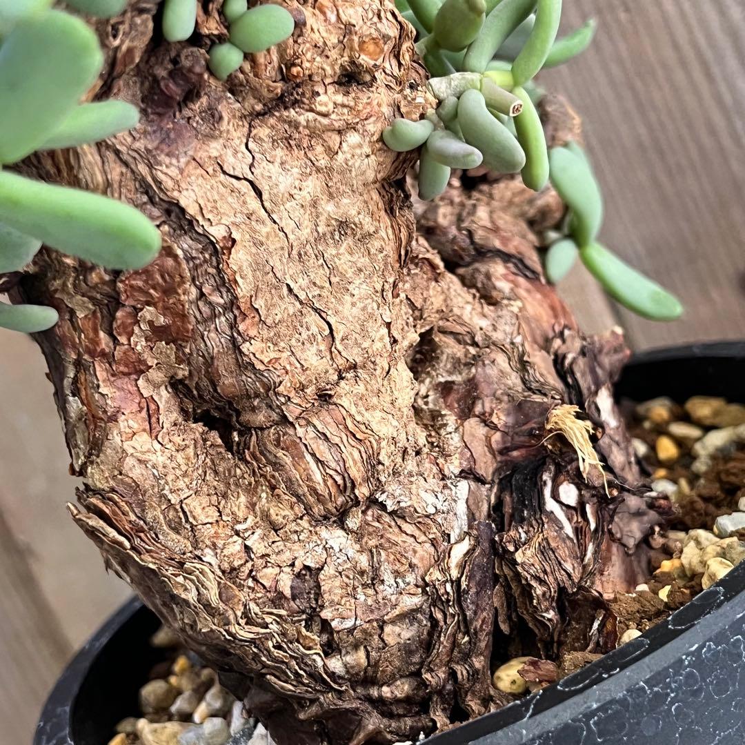 H ケラリアピグマエア 現地球 発根済み 鬼太激重塊根