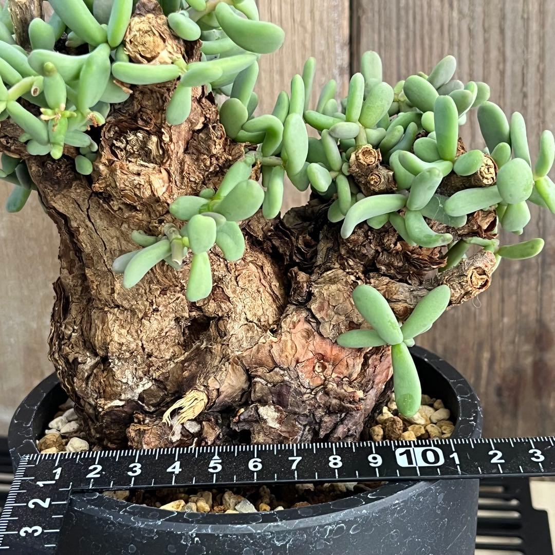 H ケラリアピグマエア 現地球 発根済み 鬼太激重塊根