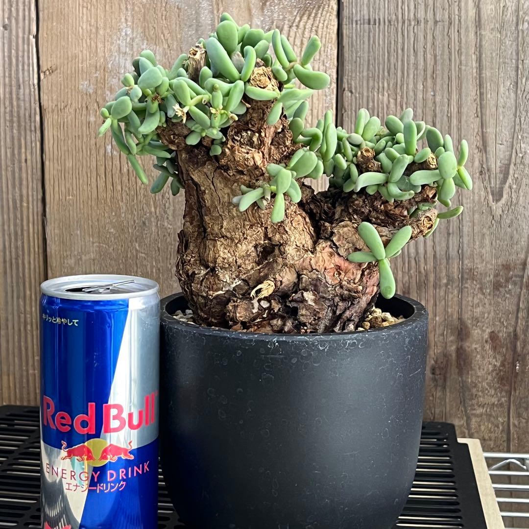 H ケラリアピグマエア 現地球 発根済み 鬼太激重塊根