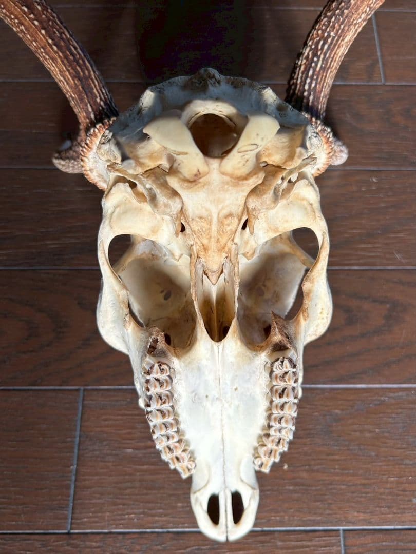 ⑧[1点もの] ハンティングトロフィー　鹿の角　頭蓋骨　日本鹿　スカル