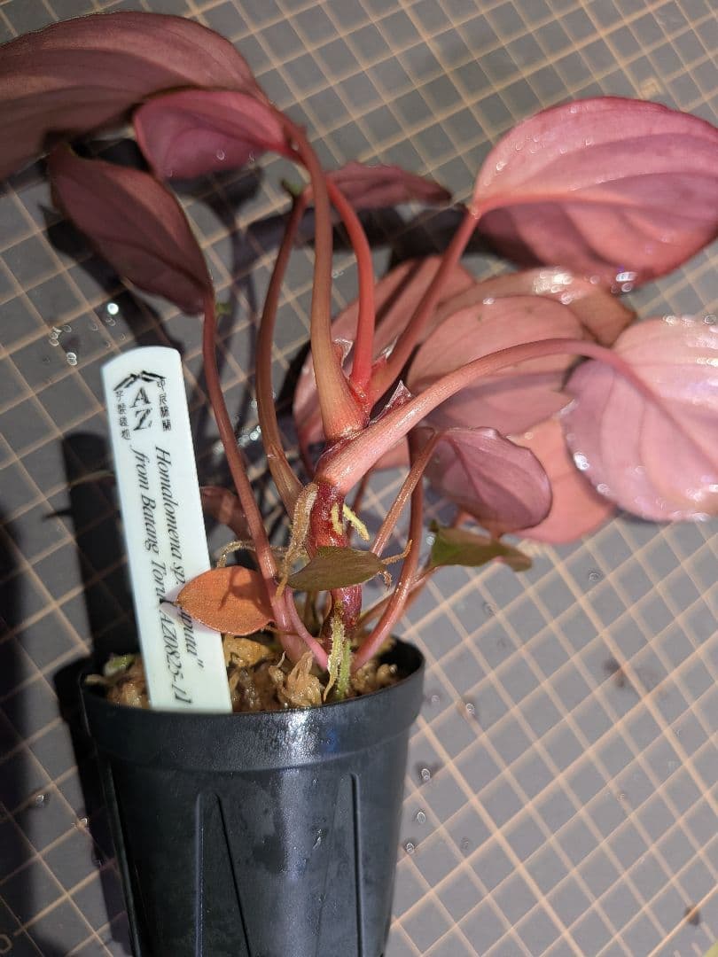 Homalomena sp.Laputa from Batang 正規タグ付き