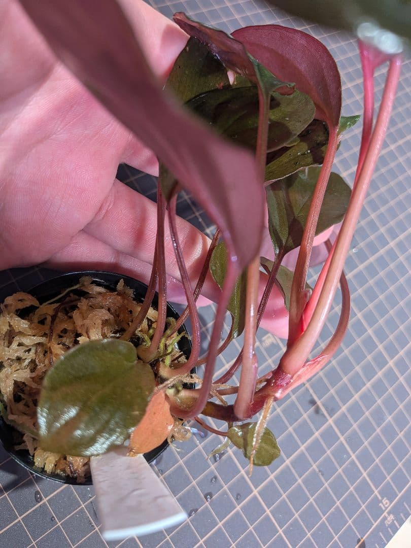 Homalomena sp.Laputa from Batang 正規タグ付き