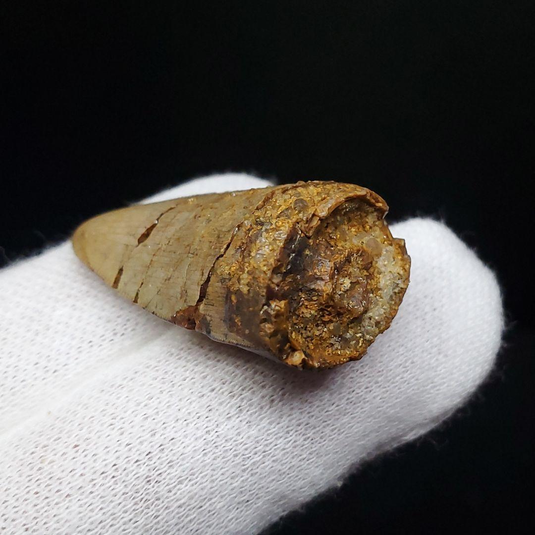 博物館級 メガロサウルス 恐竜 歯 化石 本物 29.36mm fr69