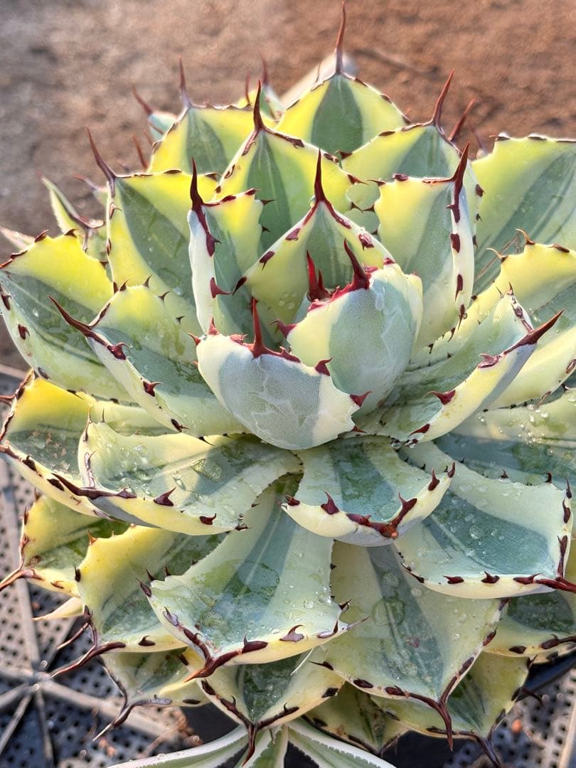 アガベ　スーパークラウン　5子株付き