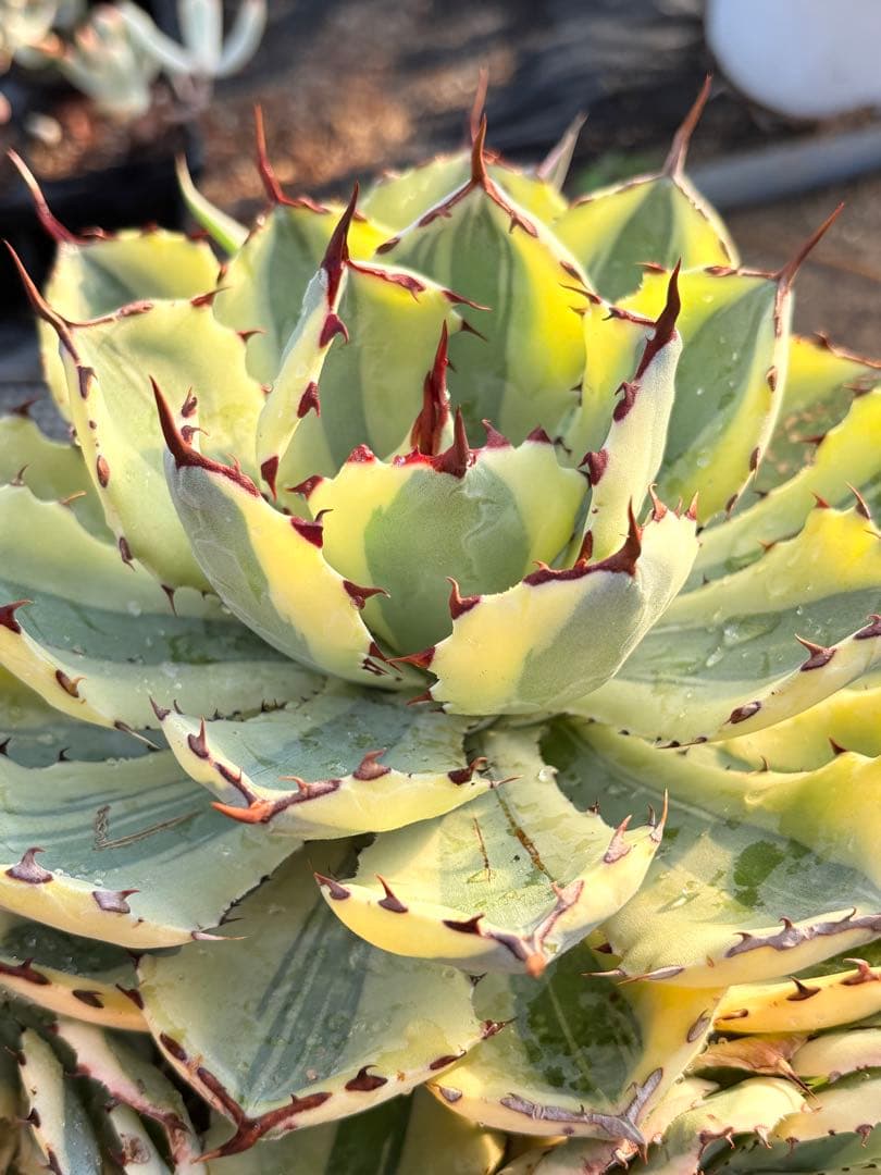 アガベ　スーパークラウン　5子株付き