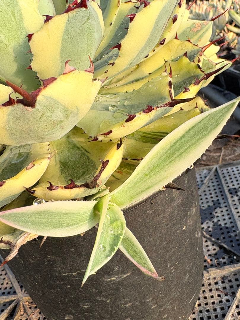 アガベ　スーパークラウン　5子株付き