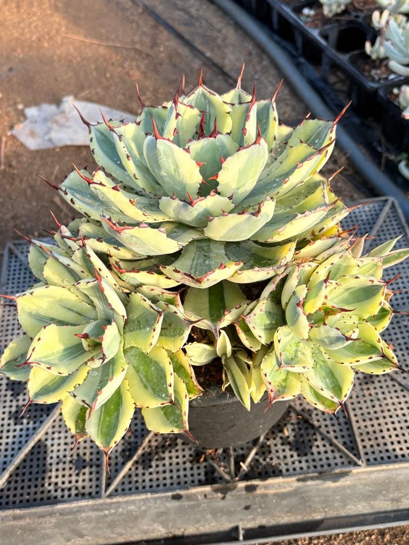 アガベ　スーパークラウン　5子株付き