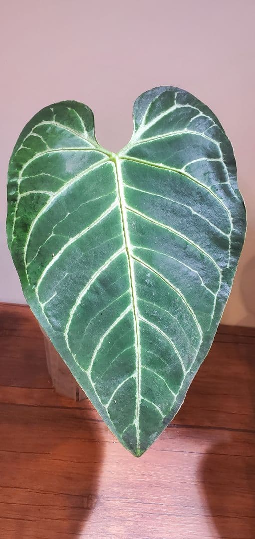 【極美株】アンスリウム・レガレ（Anthurium regale）特大リーフ