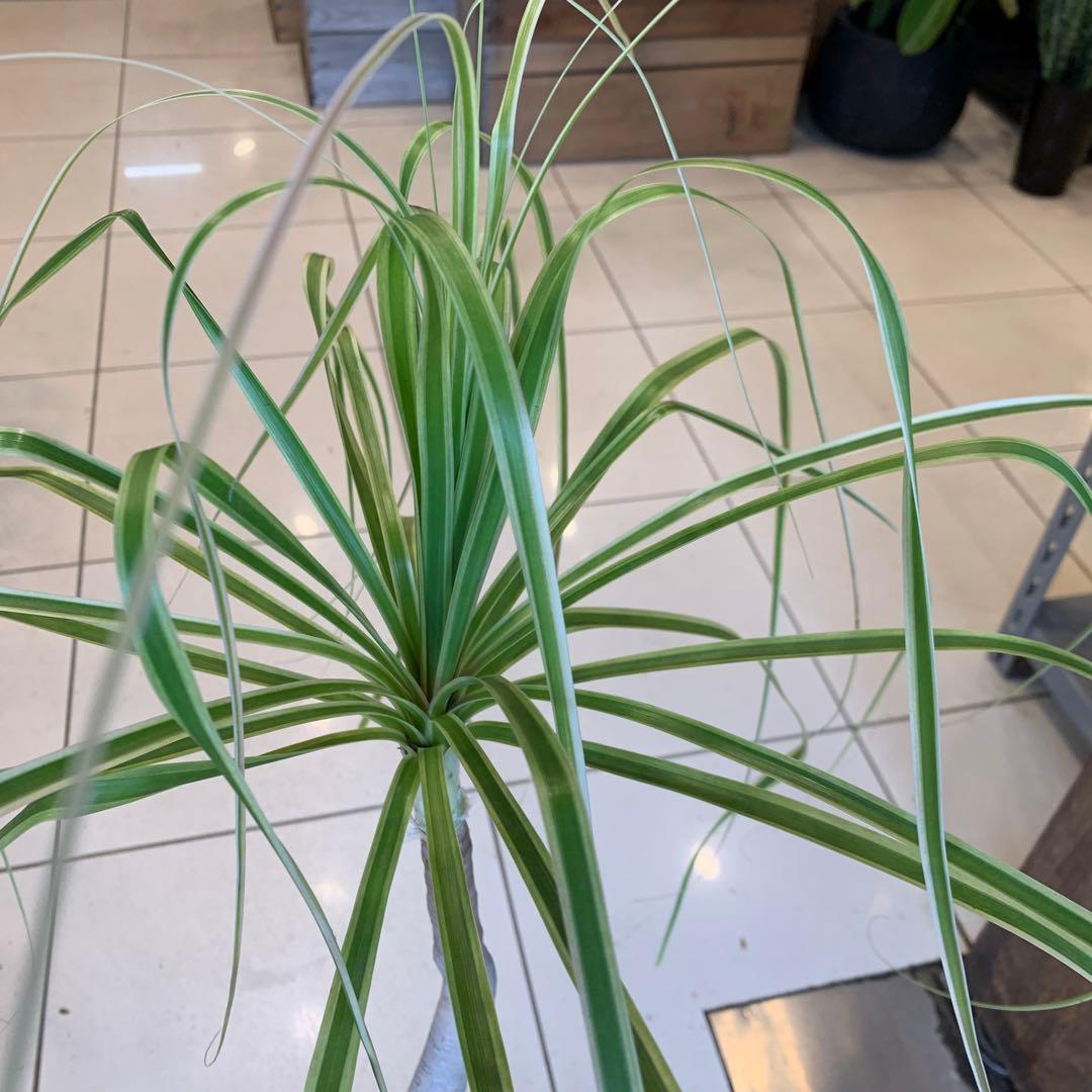 希少 斑入 トックリラン ノリナ ポニーテール 1