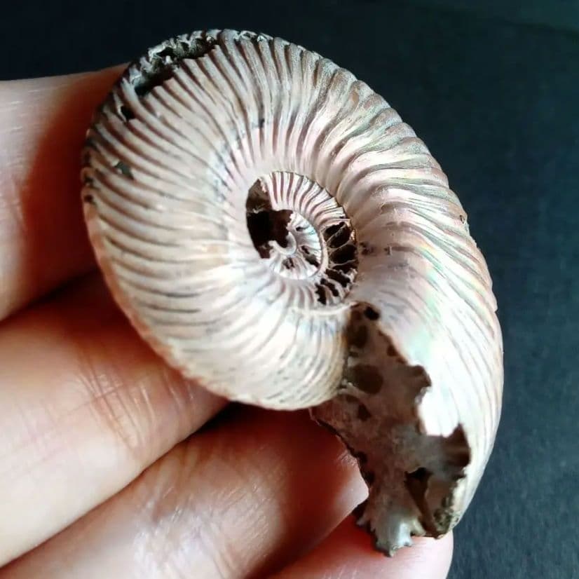 化石　骨格　アンモナイト　50mm　極美麗標本
