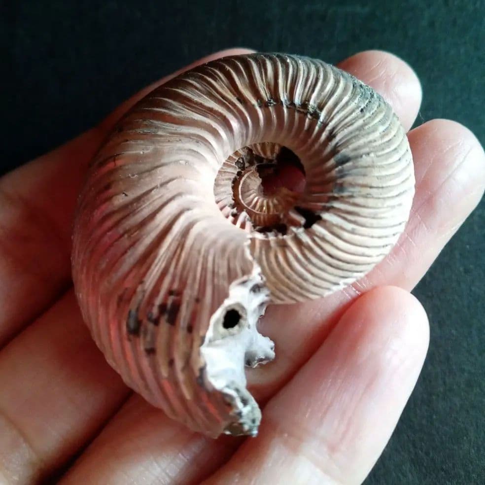 化石　骨格　アンモナイト　50mm　極美麗標本
