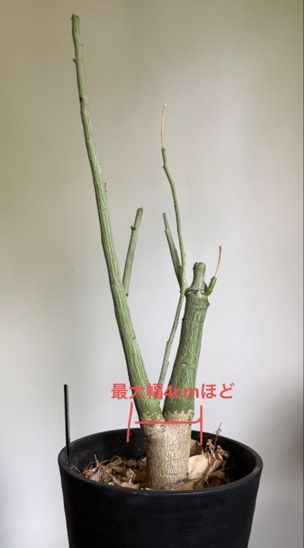 アデニア　ペチュエリー　実生　自根株