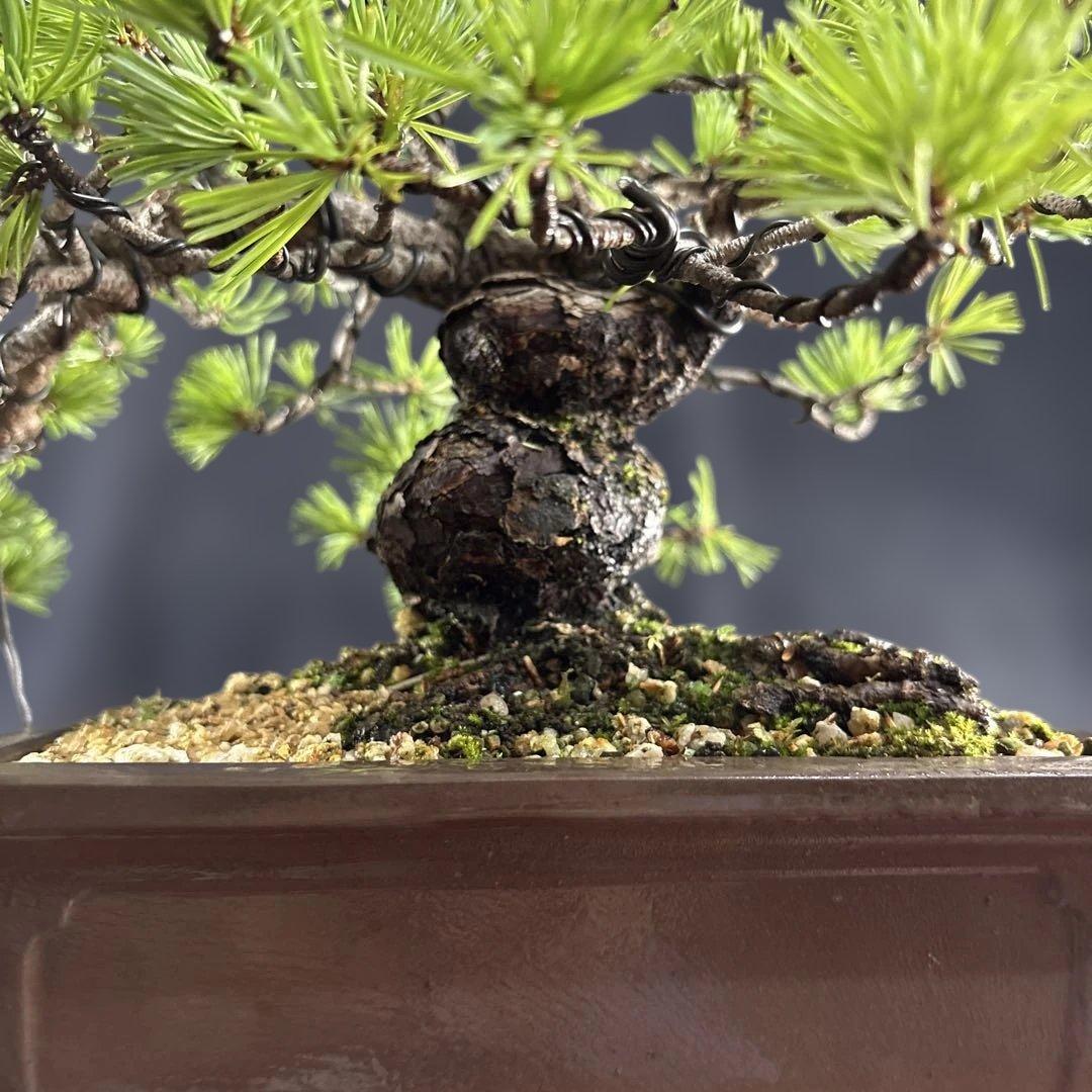 貴風盆栽、赤石五葉松、懸崖作り、幹元太 目立った汚れ傷無し　medabon