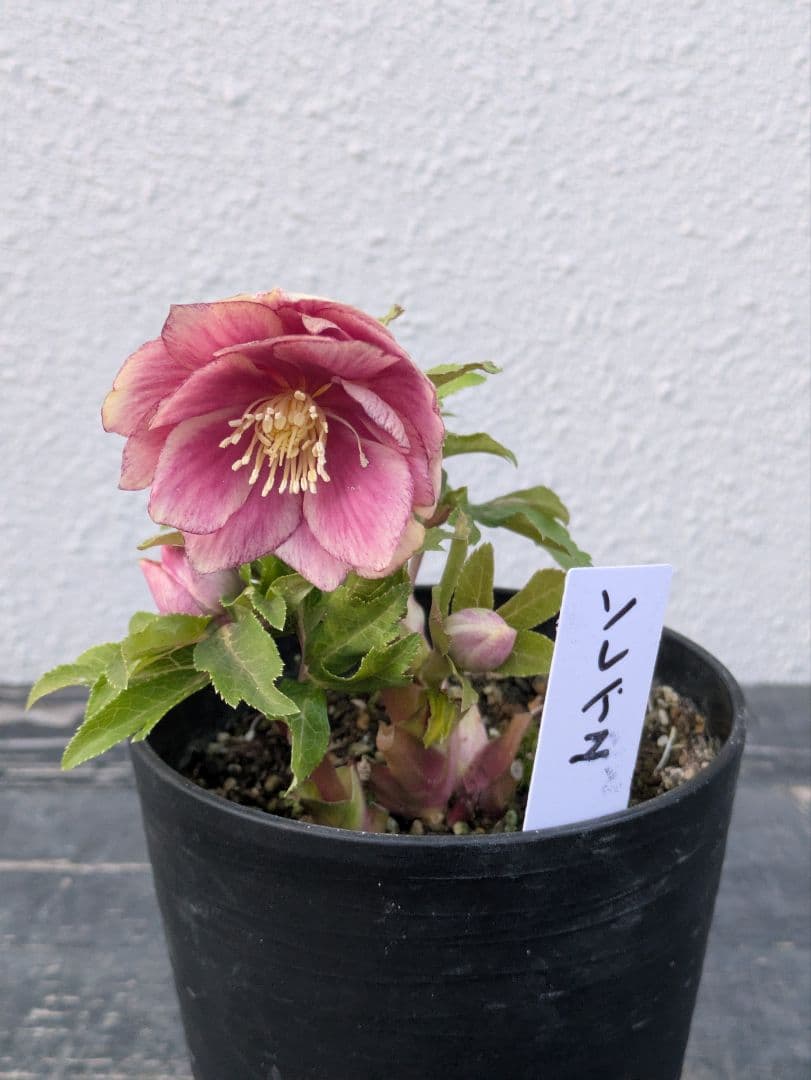 広瀬園芸 クリスマスローズ　ソレイユ DD（ダブル）タグ付き 開花株