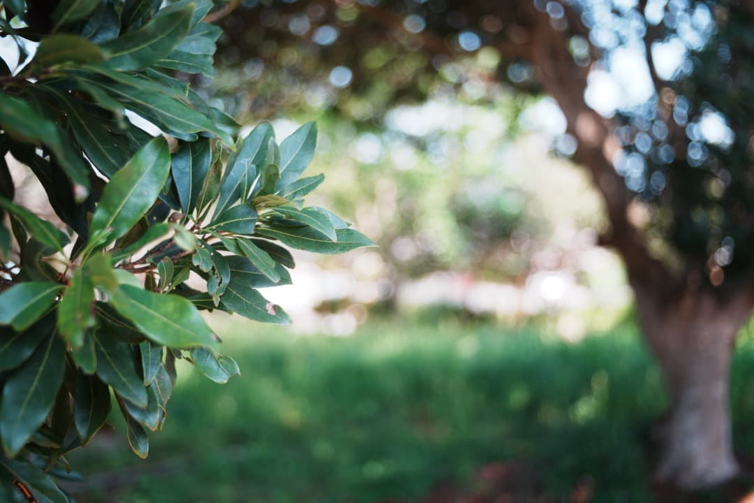 【美品】動作◎ SMC PENTAX-M 40mm F2.8 パンケーキ 586