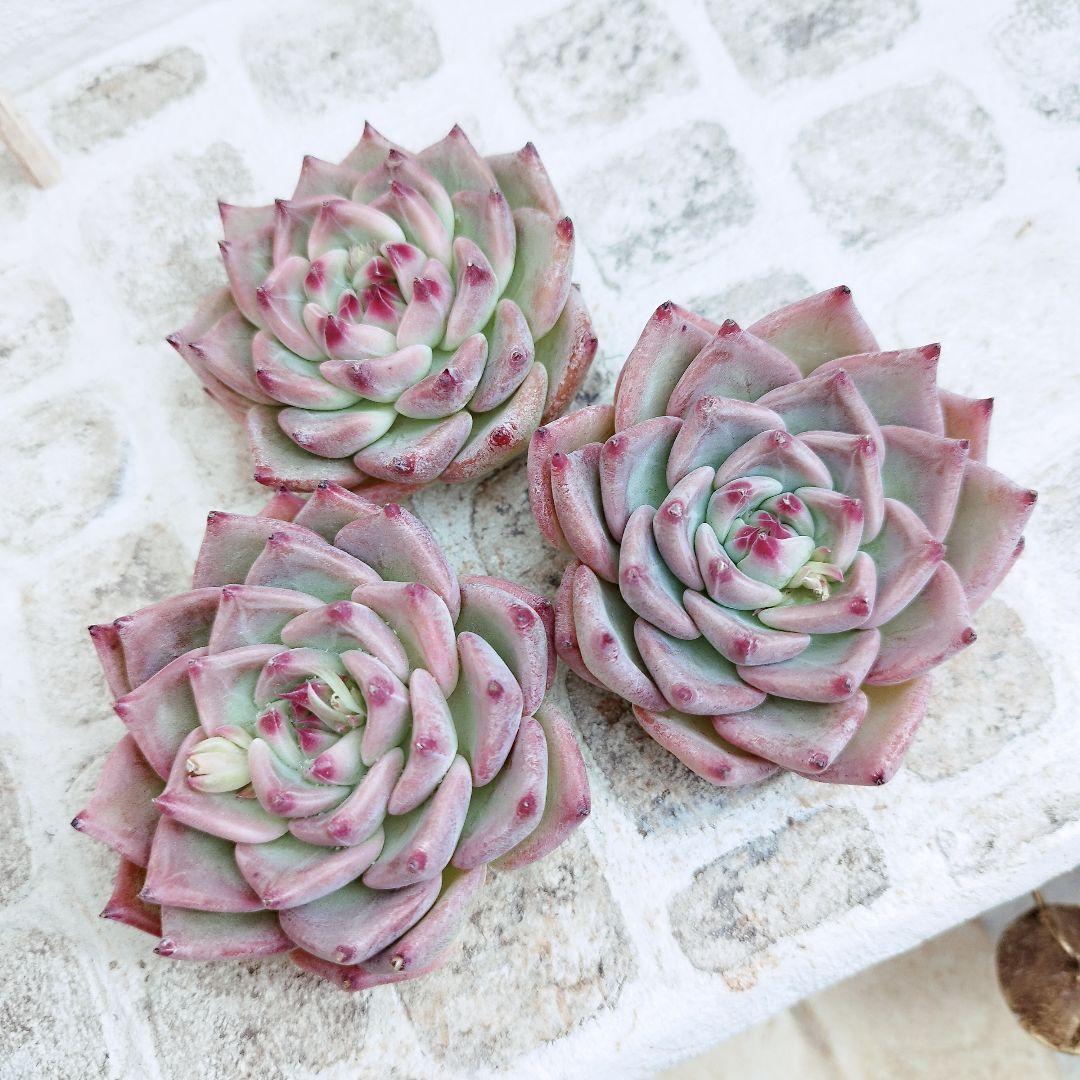 ウェディングリング◎多肉植物 カット苗 輸入苗 エケベリア等