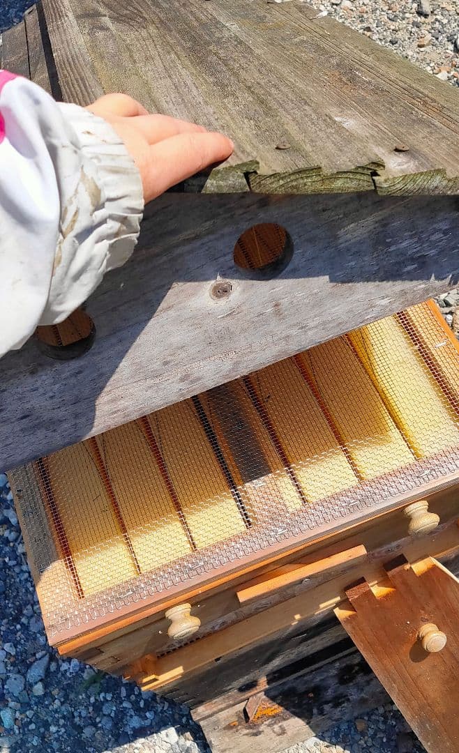 養蜂箱 蜂蜜 フローハイブ