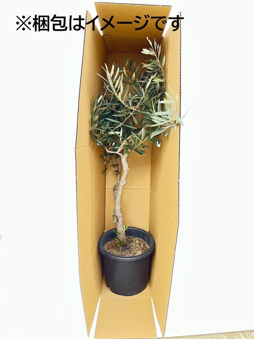 オリーブの木　バロウニ　8号　約110cm　K-329　希少品種　現品掲載