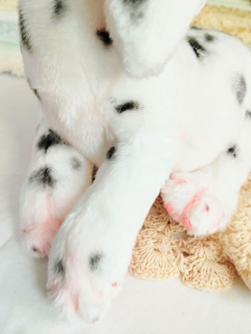 ちびのすけちゃん❤オーダー❤ダルメシアン子犬♡ベビー♡アートドール♡