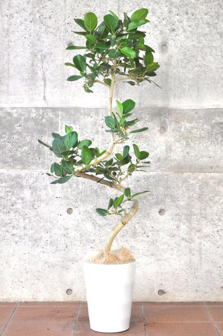 フィカス ベンガレンシス ８号137cm Spiral tree form
